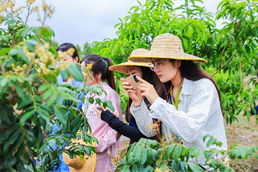 奇珍异果满怀收，海南农垦“苗”定发展新道路｜全国网媒行走进海垦大岭苗木产业园