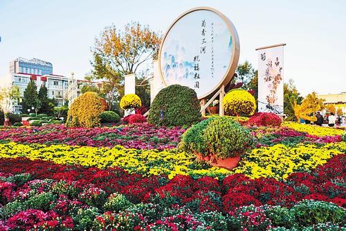 “菊香三河 祝福祖国”菊花展一隅。