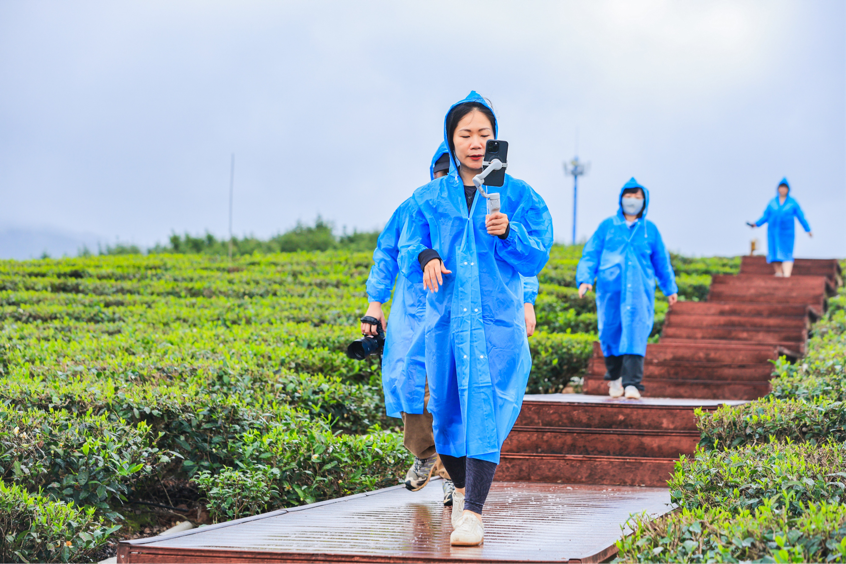 赏山水品茶香 全国网媒行走进海垦白沙茶叶园