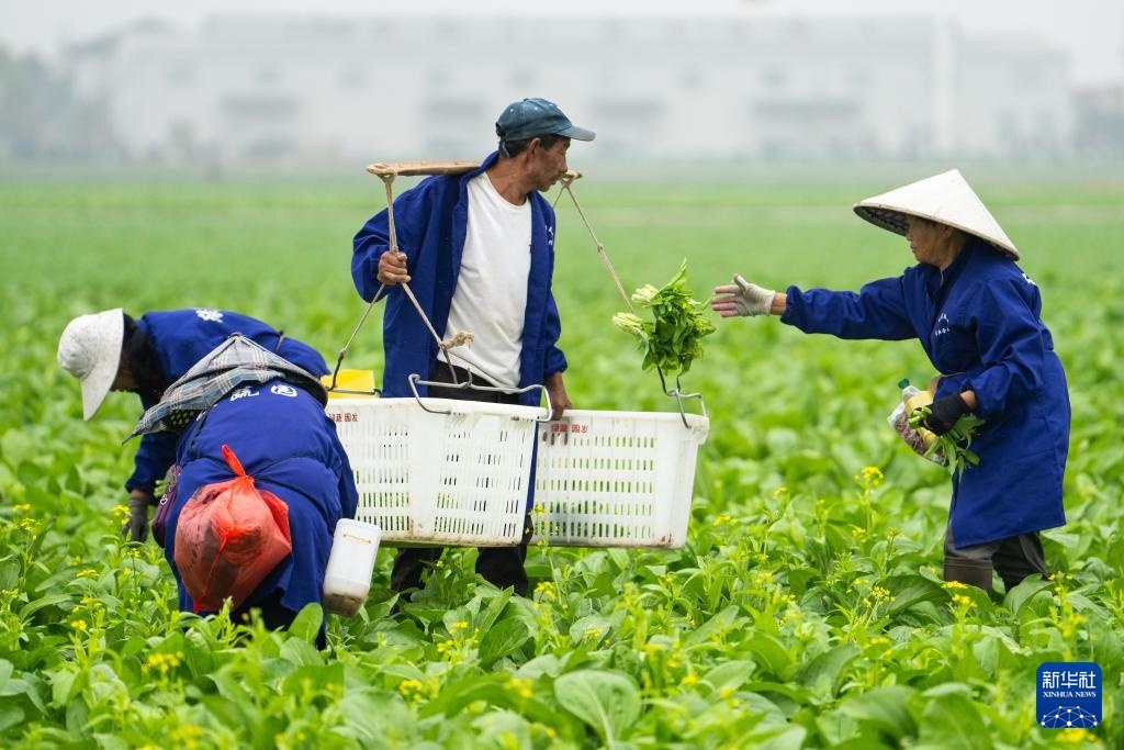 11月16日，村民在常德市安乡县安康乡安兴村“稻稻菜”示范基地采摘蔬菜。新华社记者 陈思汗 摄