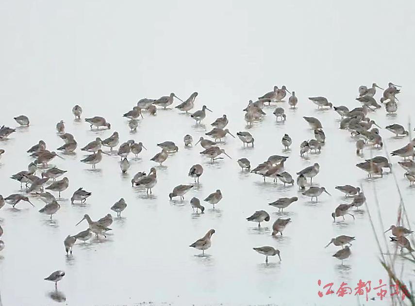 黑尾塍鹬（图由鄱阳湖南矶湿地国家级自然保护区管理局提供）