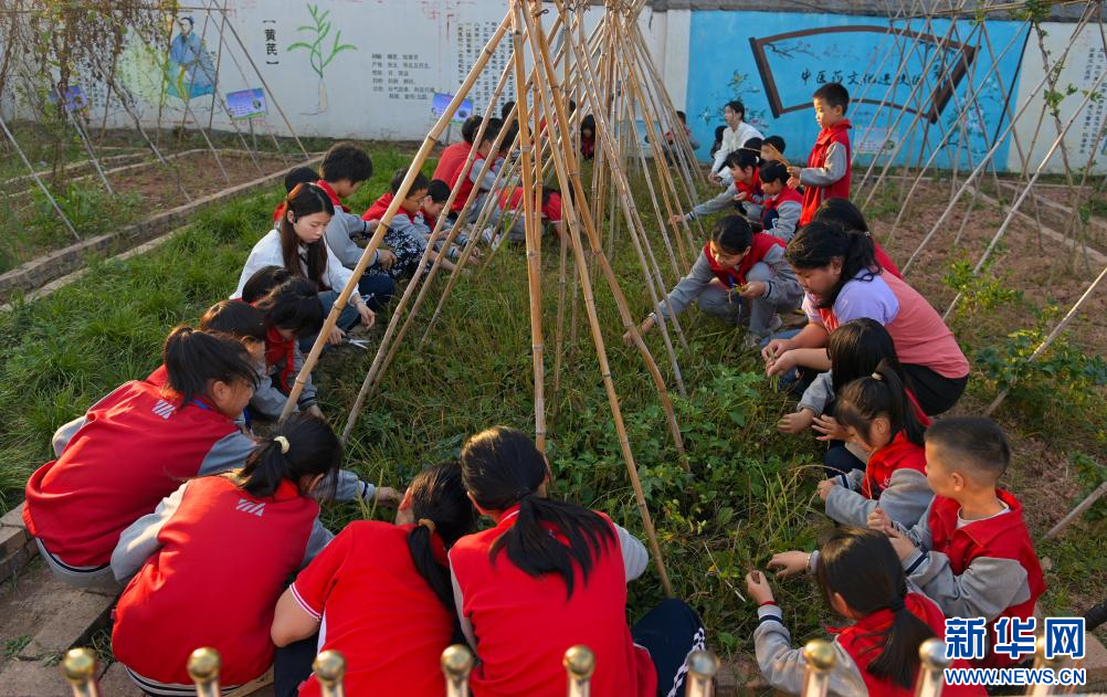 在江西省宜春市万载县岭东乡中心小学，老师带领学生在社团课上认识不同植物。新华网发 邓龙华 摄