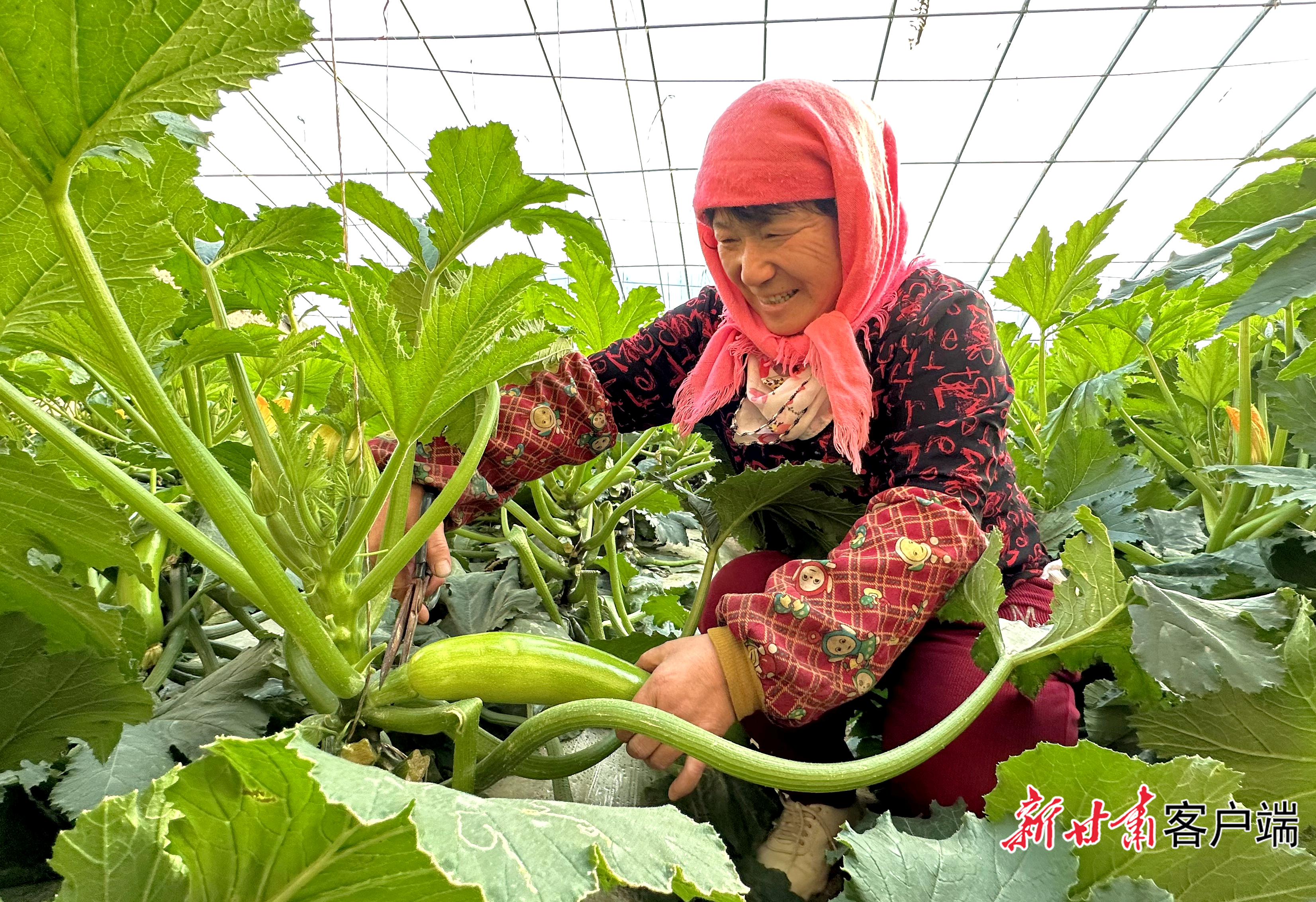 民勤县重兴镇黑山村村民杨菊香在采摘西葫芦　新甘肃·甘肃日报记者　金奉乾　摄