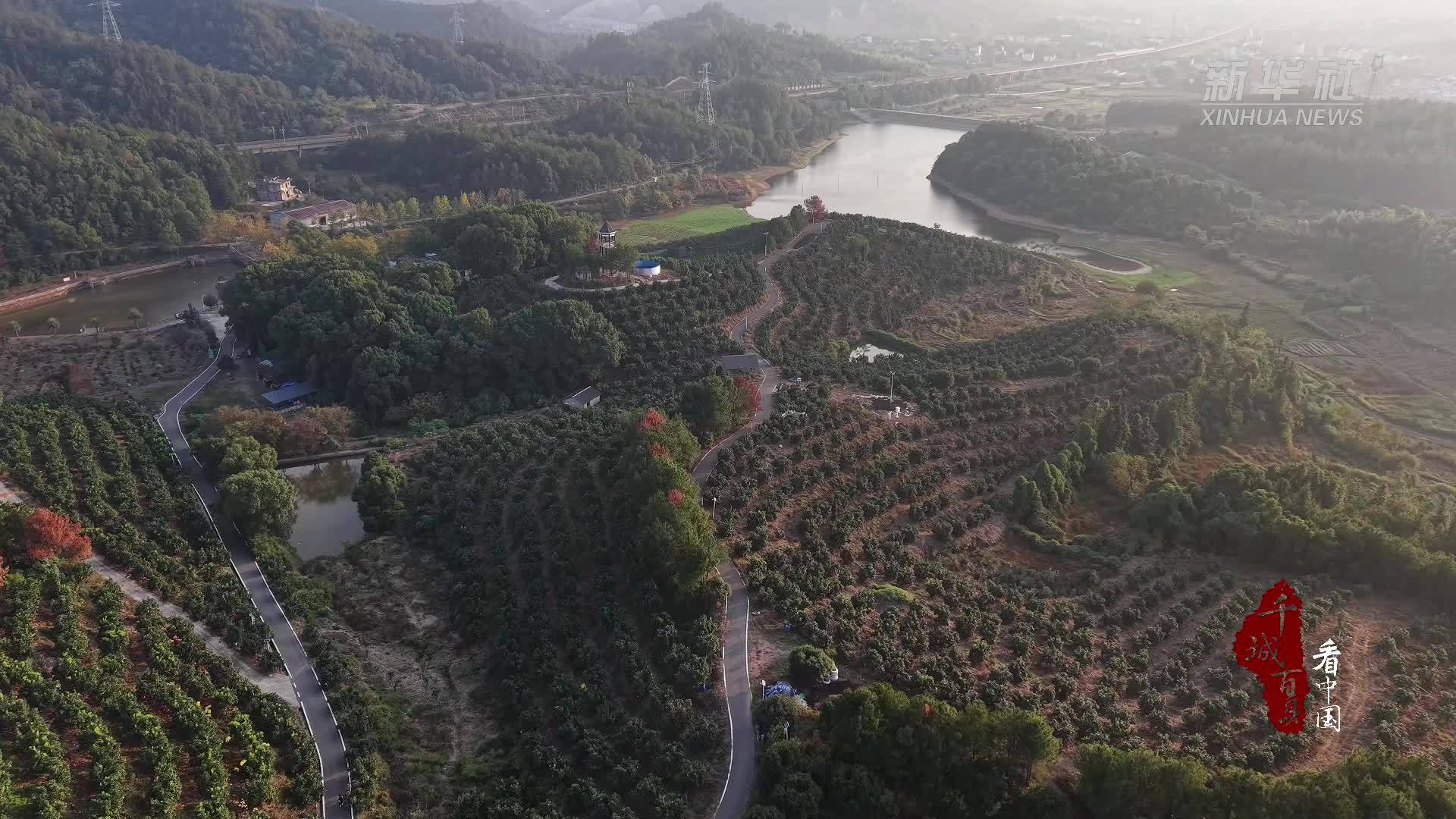 千城百县看中国｜江西广丰：“柚”到丰收时 满城果飘香