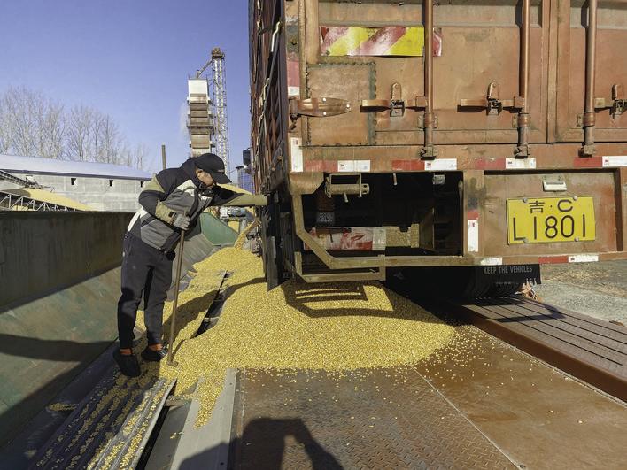 在位于九台区纪家街道的凤财农业机械化农民专业合作社里,工作人员将玉米送进烘干塔。 梁闯 摄