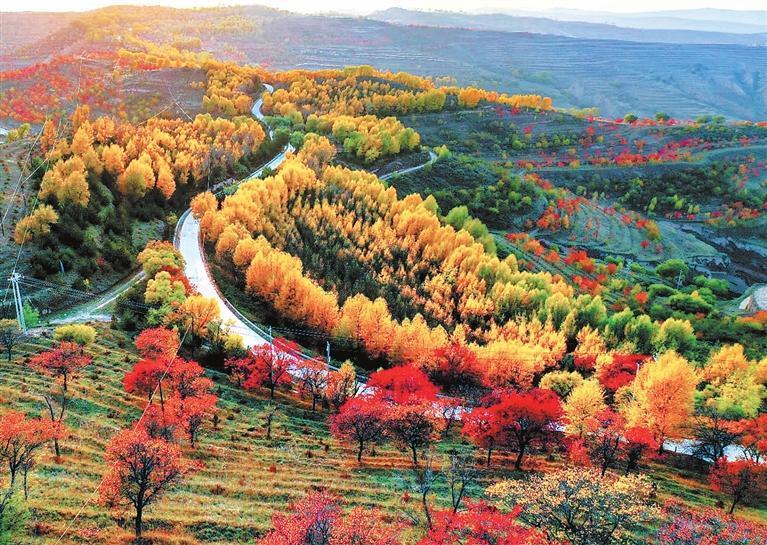 初冬时节，位于会宁县华家岭的大山梁峁上，数千亩杏林红黄相间，满目缤纷，景色怡人。 (魏永刚　王进禄)