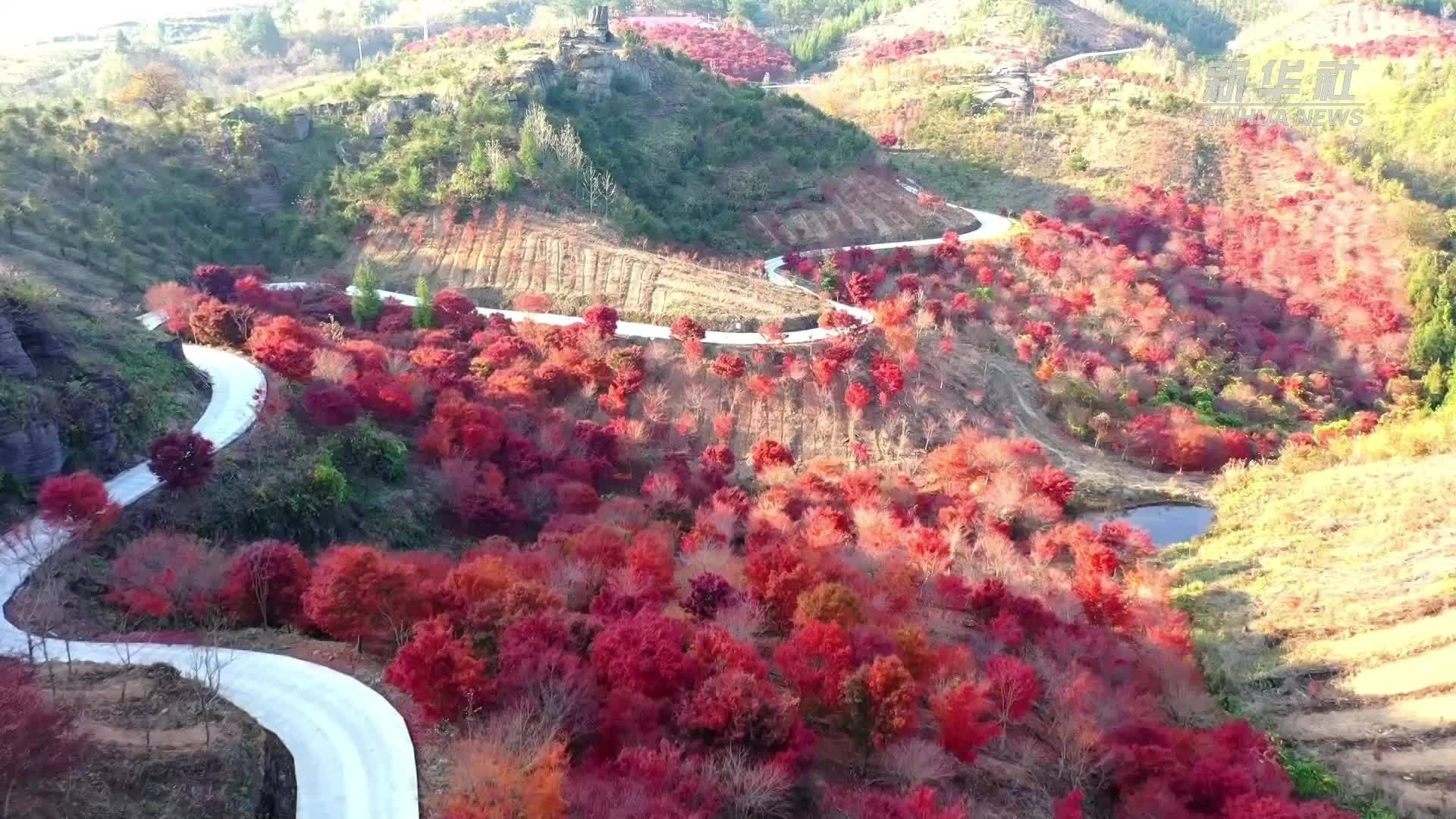 瞰中国｜红艳满目 霜风里的梦幻之影