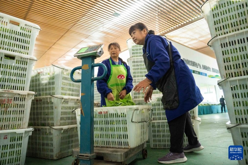 11月16日，在常德市安乡绿蔬园蔬菜专业合作社，村民给蔬菜称重。新华社记者 陈思汗 摄