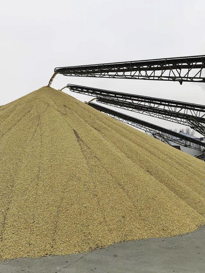 在中粮贸易农安粮食储运有限公司,收储点通过专业设备进行卸粮。 张欣禹 摄