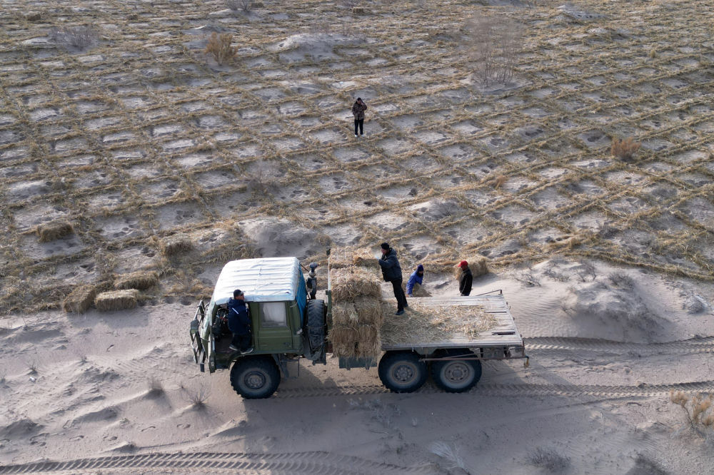 11月15日，在民勤县薛百镇境内，居民从车上卸下扎草方格用的稻草（无人机照片）。新华社记者　张智敏　摄