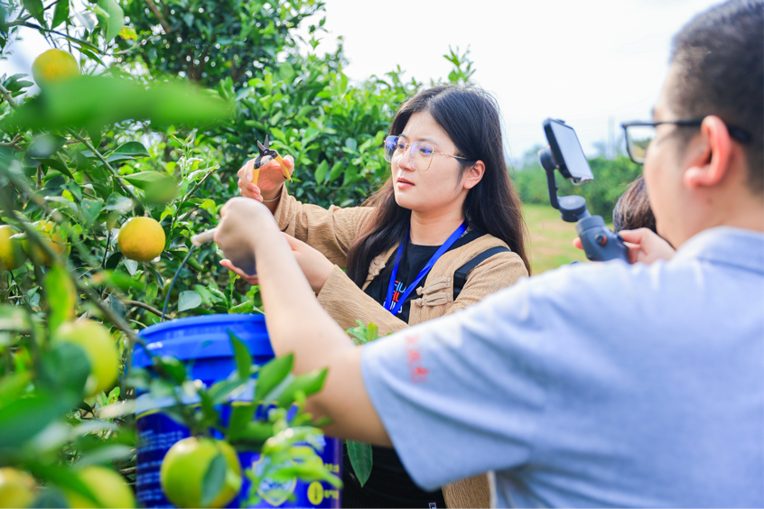 品福橙清冽甘甜 看科技赋能农业｜2024年全国重点网络媒体海垦行