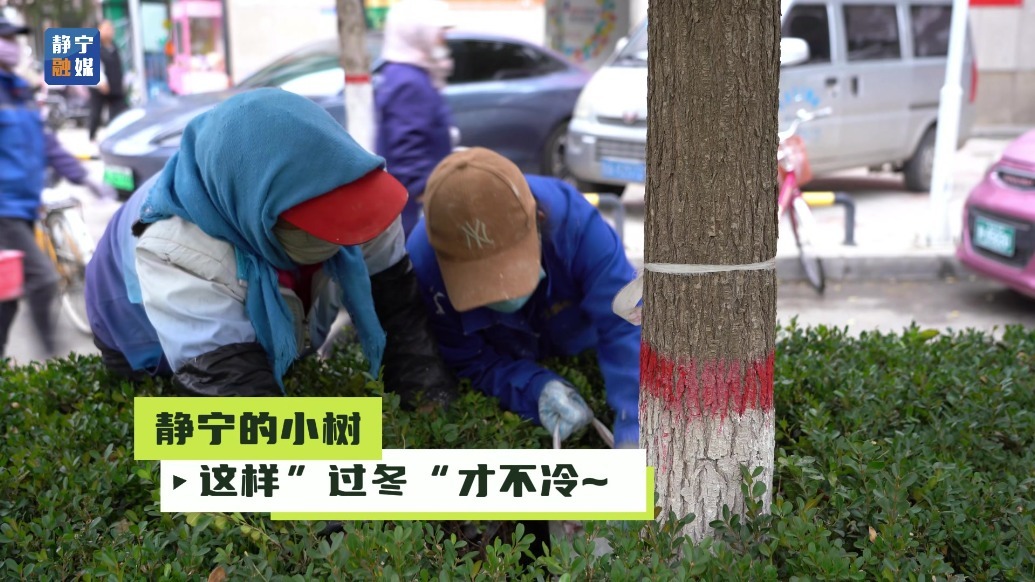 给树木“穿冬衣”　静宁绿植这样养护才不冷