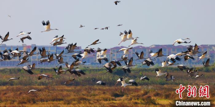 11月中旬以来，大批白鹤和灰鹤等候鸟陆续抵达江西鄱阳湖国家级自然保护区吴城站越冬栖息。　王小龙 摄