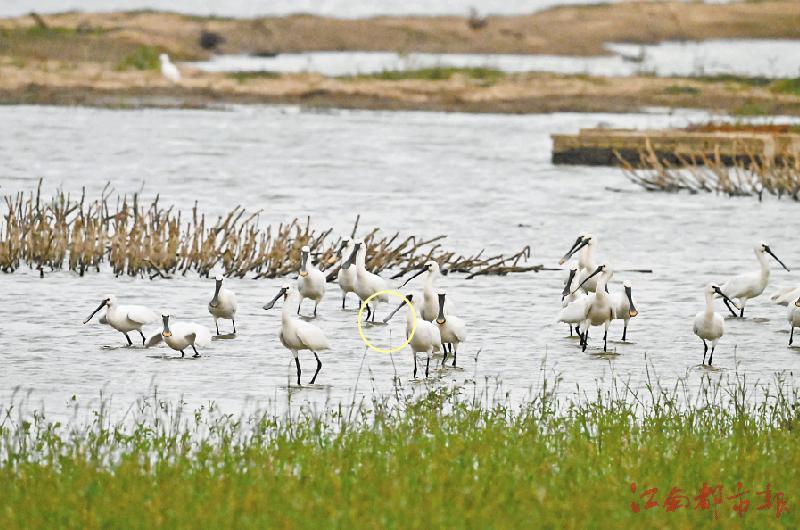 一只黑脸琵鹭（画圈处）混在白琵鹭中（图由都昌保护监测站提供）