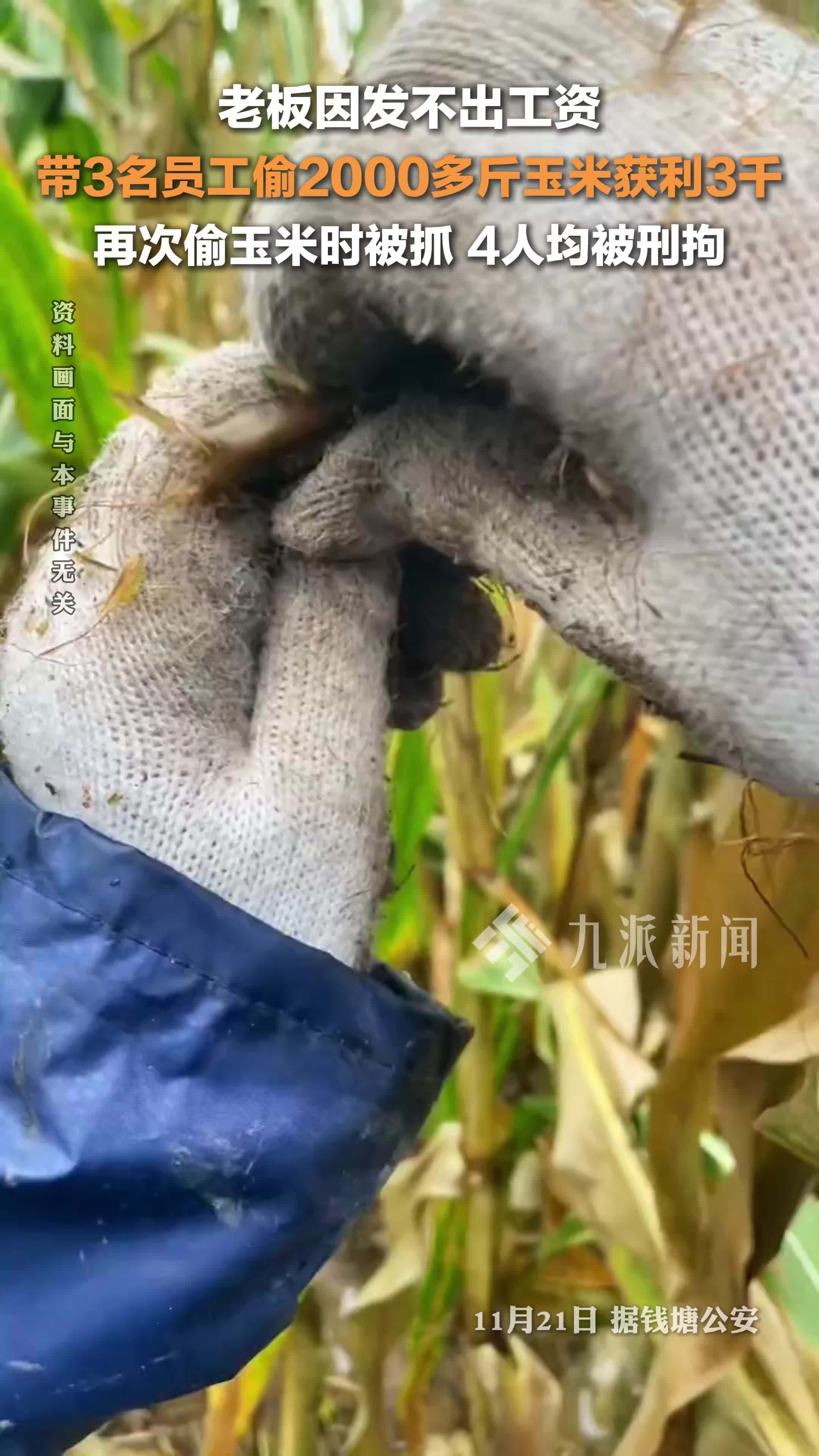 老板发不出工资带3员工偷玉米 ，偷2000多斤玉米卖了3000余元，4人均被刑拘