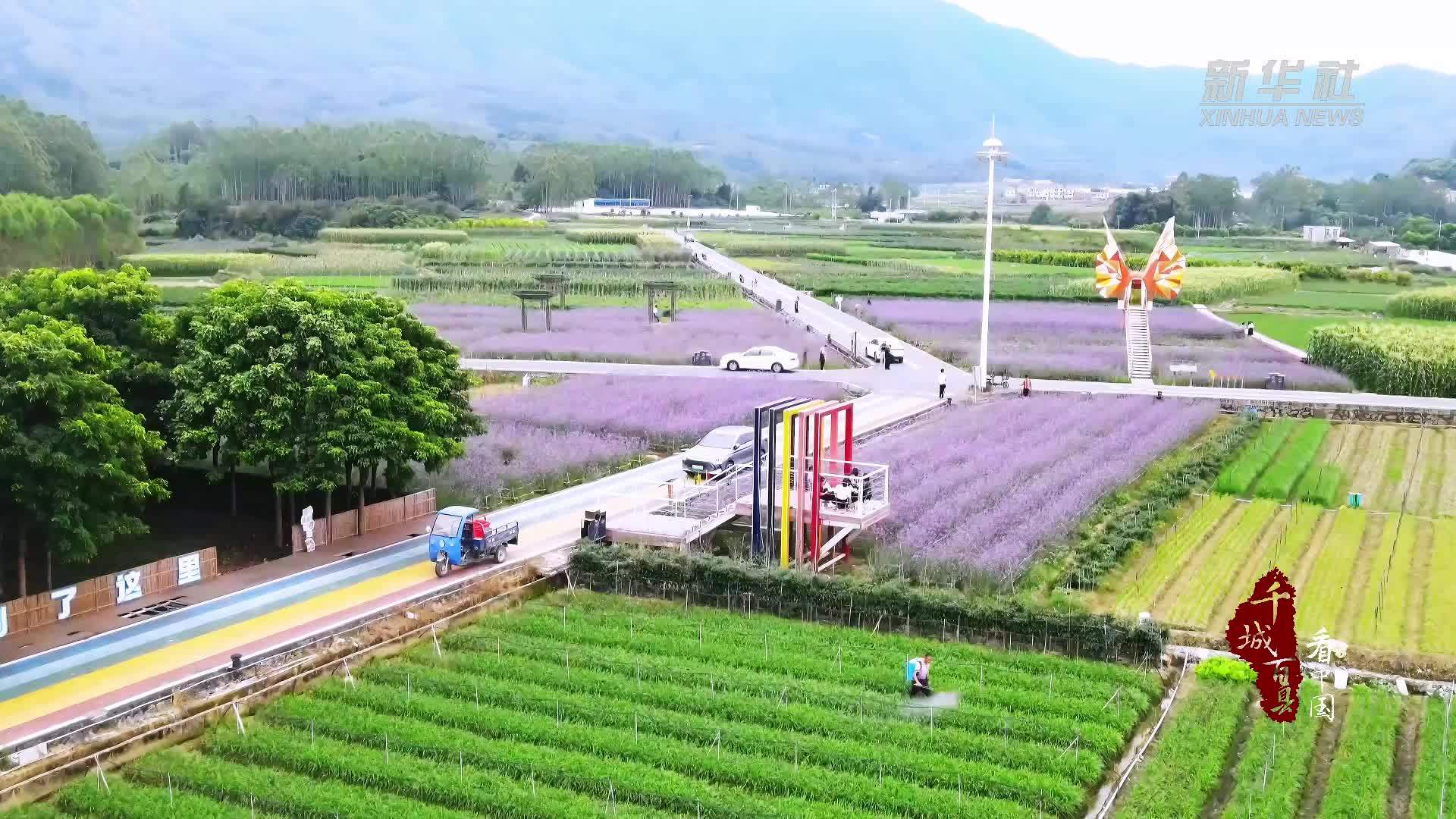 千城百县看中国｜福建坂里乡：“普罗旺斯”花海绝绝“紫”