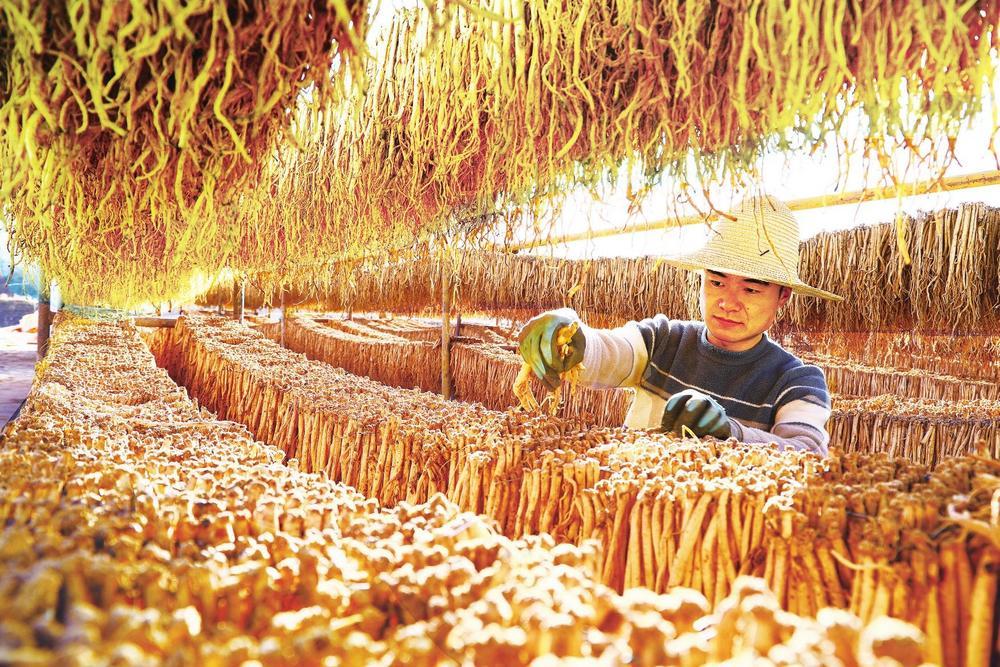 入冬后，颇具岷县特色的限定风景“晒药”上线。药农抢抓晴好天气，晾晒采挖的当归、黄芪、党参等中药材。新甘肃&middot;甘肃经济日报通讯员　曲婷婷　摄