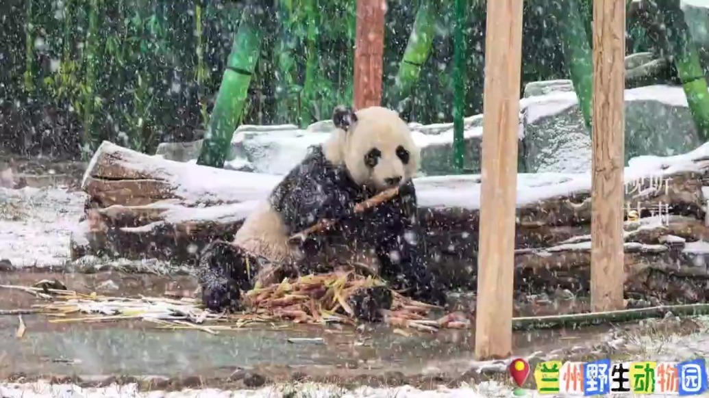 大熊猫的松弛感~边欣赏雪景边吃竹子