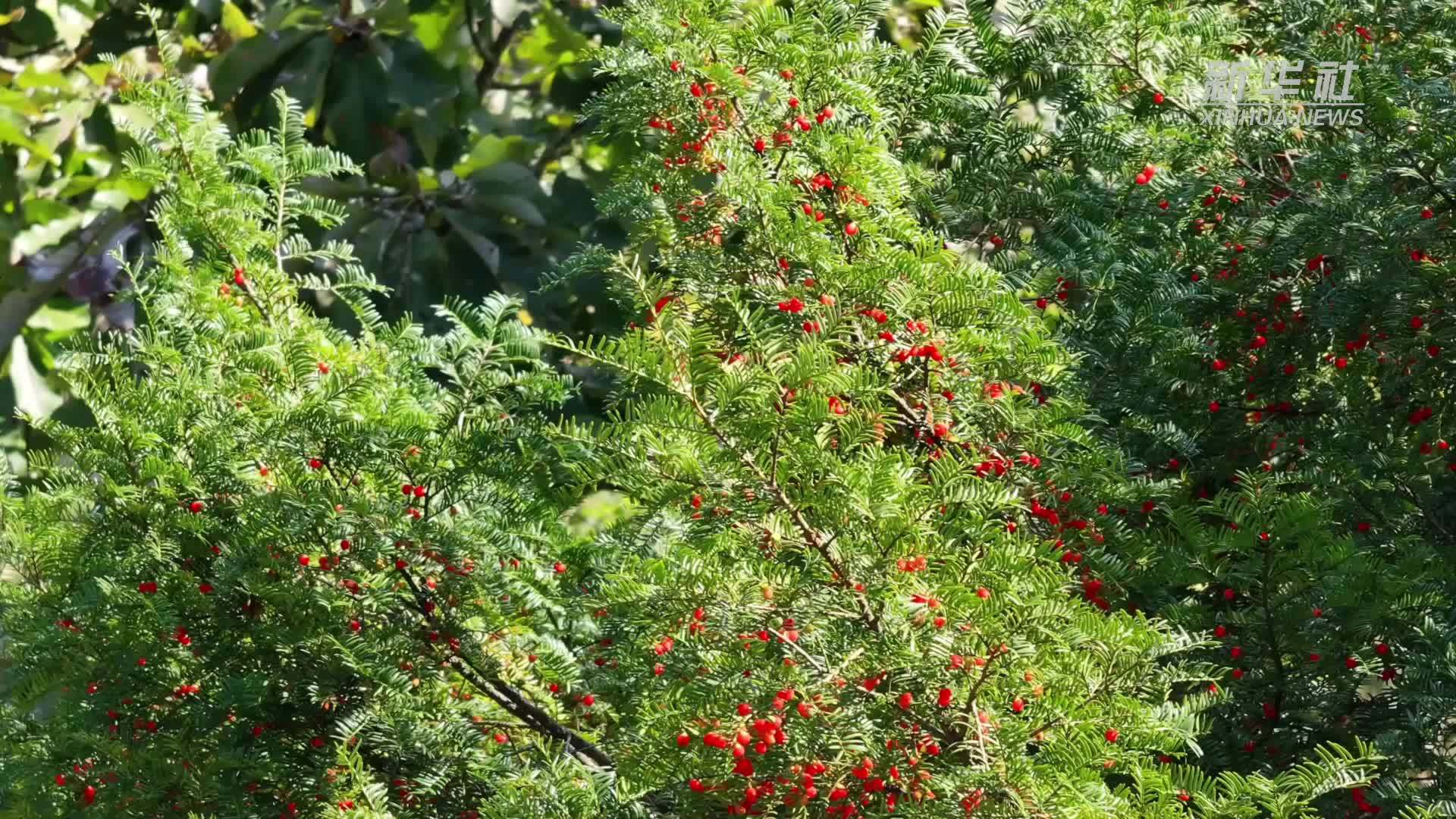 贵州石阡：上万株“植物大熊猫”红豆杉迎来成熟季