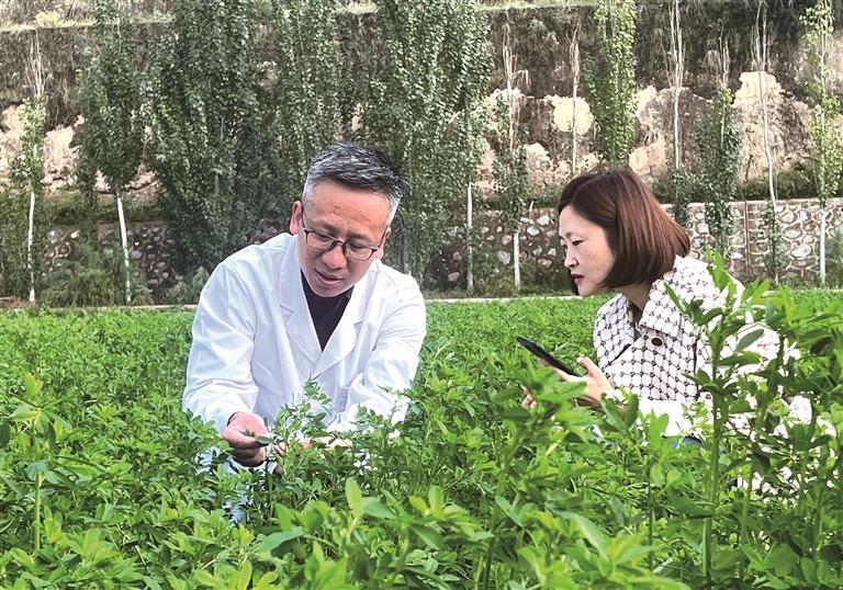 中国农业科学院兰州畜牧与兽药研究所抗逆牧草育种与利用团队首席科学家杨红善向记者介绍苜蓿培育情况