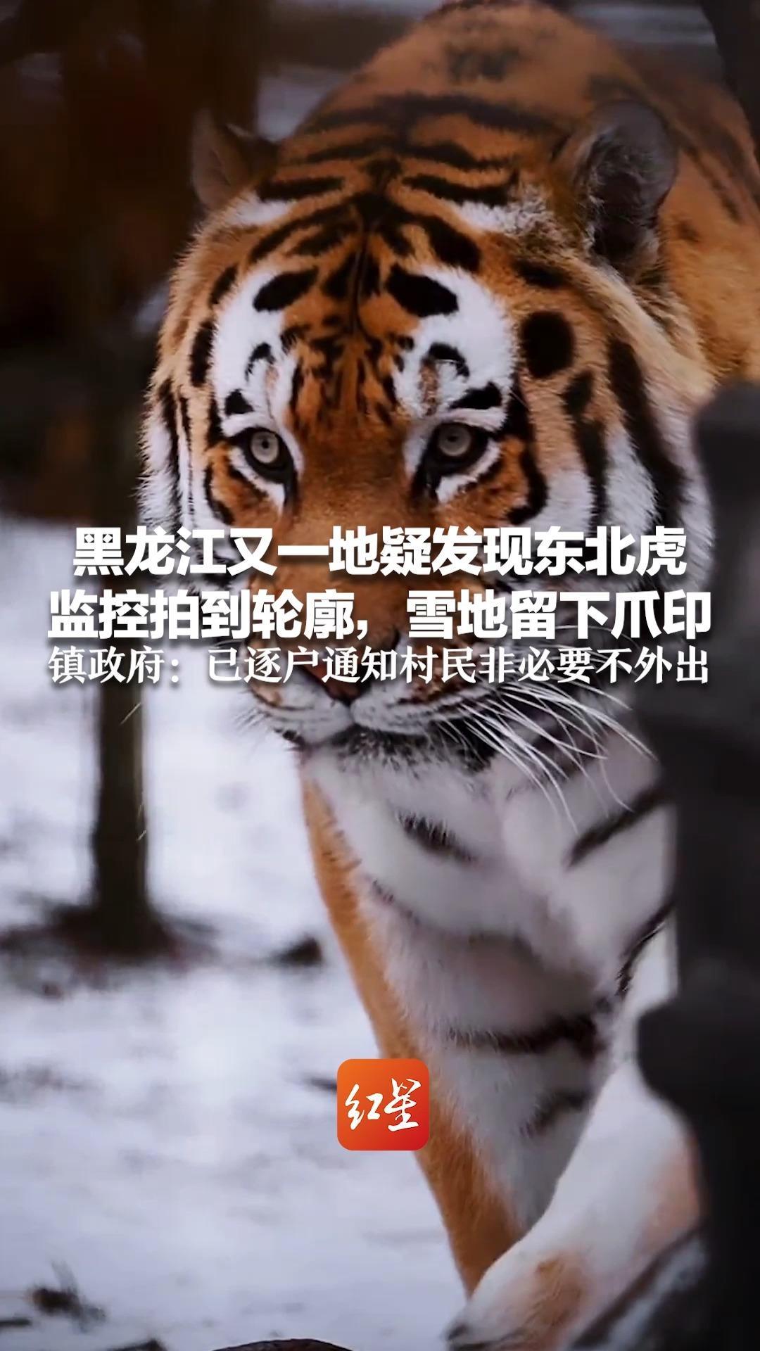 黑龙江又一地疑发现东北虎 监控拍到轮廓，雪地留下爪印镇政府：已逐户通知村民非必要不外出