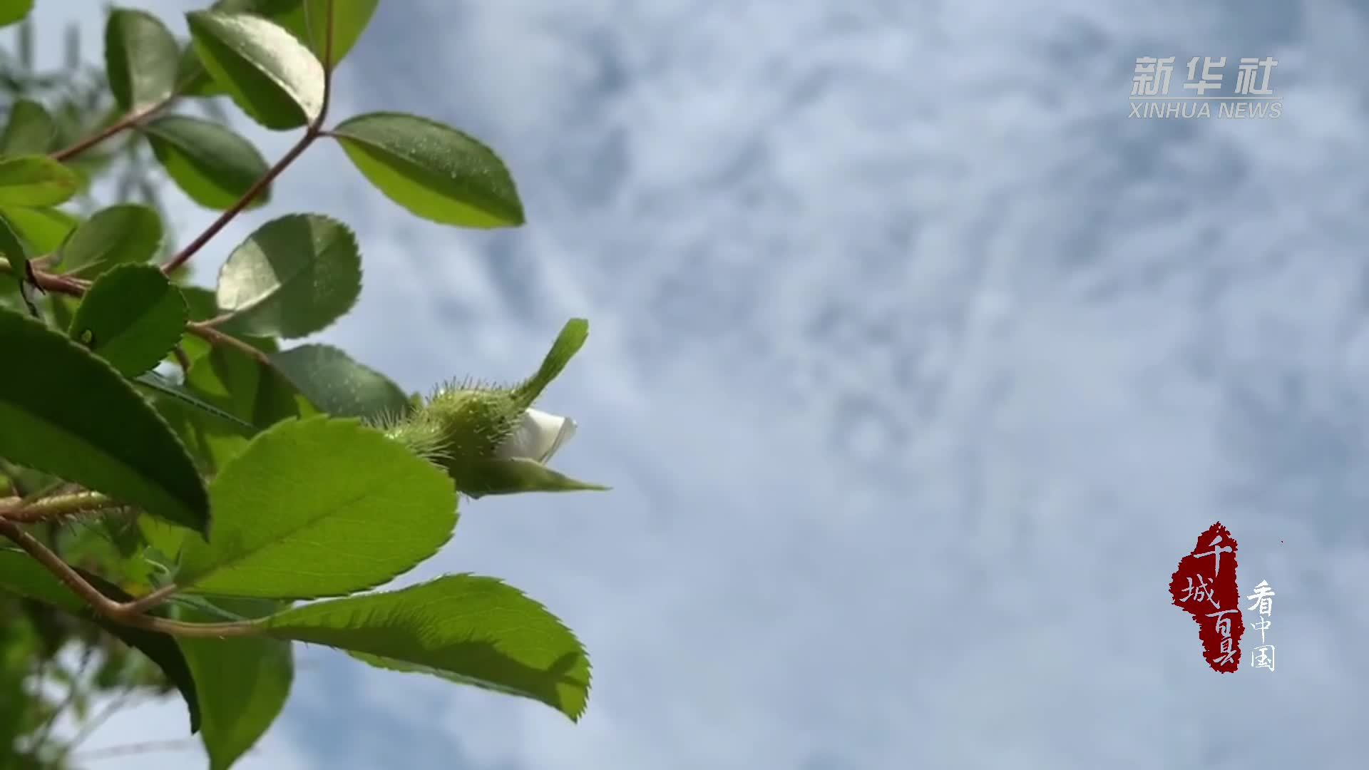 千城百县看中国｜寻闽味：刺花煎饼