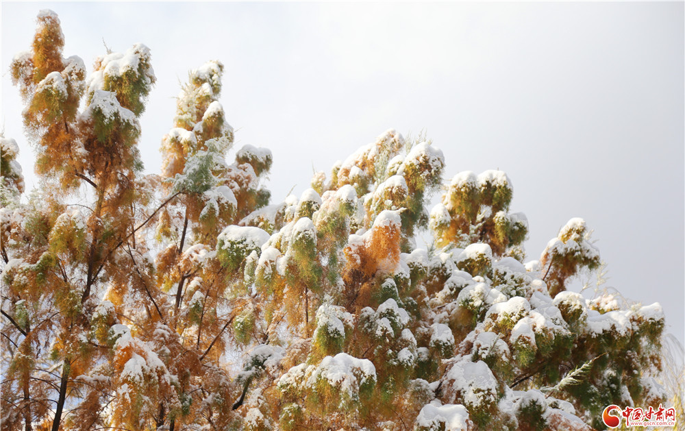雪落树梢，红黄绿白，绚丽多彩。