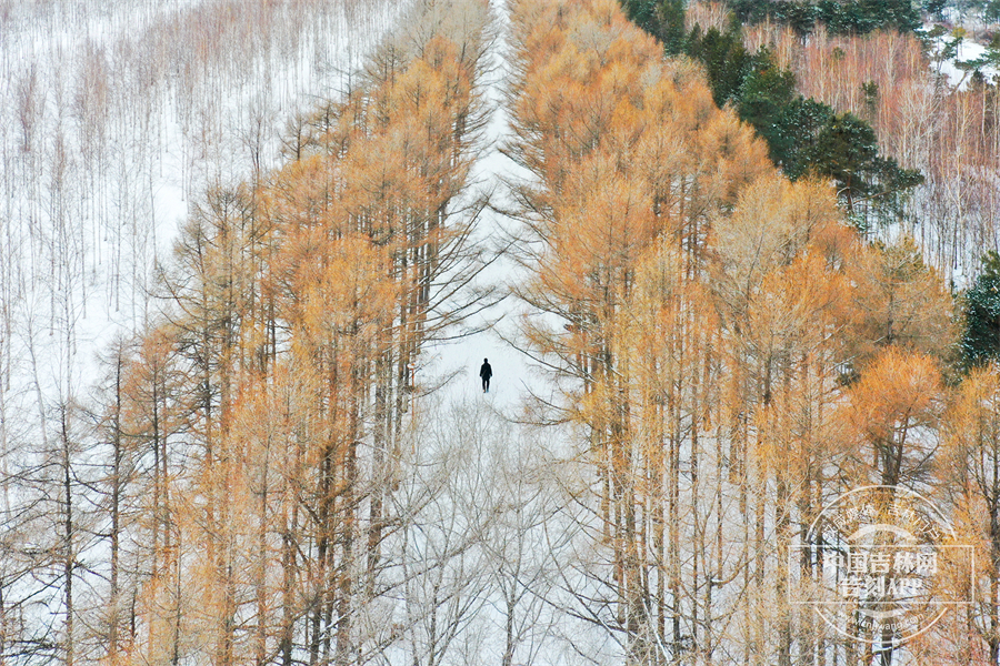 沿着百木园落叶松大道缓缓前行，感受雪后世界的宁静与美好。