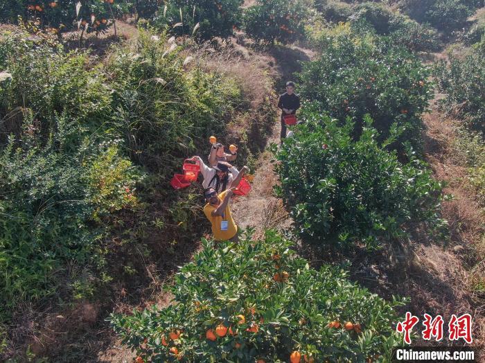 “洋网红”走进赣南脐橙果园体验采摘了解种植背后故事