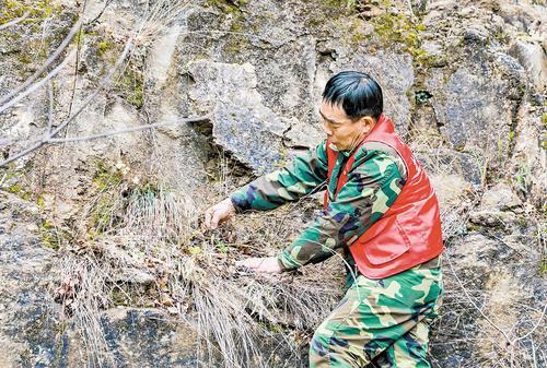 11月14日,河北青崖寨国家级自然保护区巡护员陈新所展示在峭壁上发现的缘毛太行花。