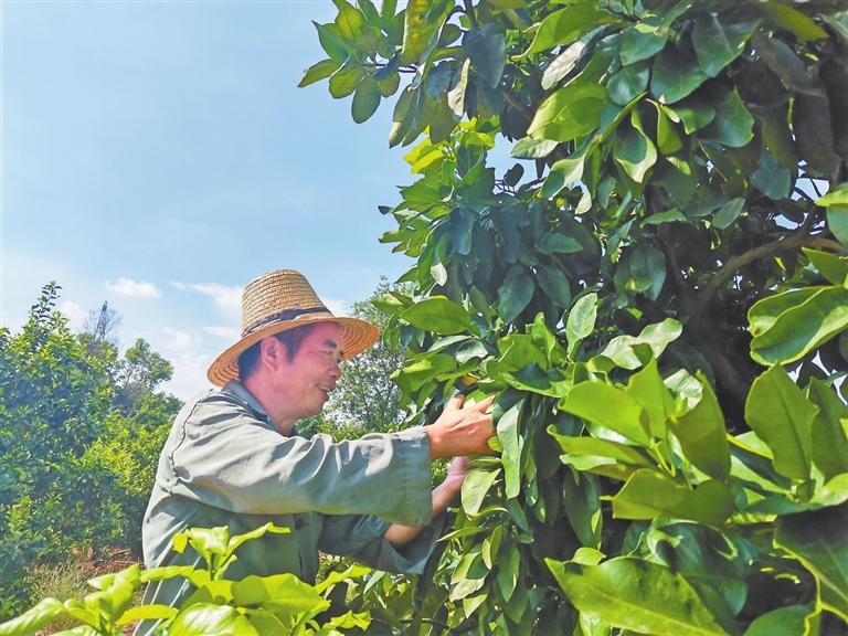 土壤改良后，种植户刘光辉对柚子品质很满意。　　本报全媒体记者 陈 旻摄