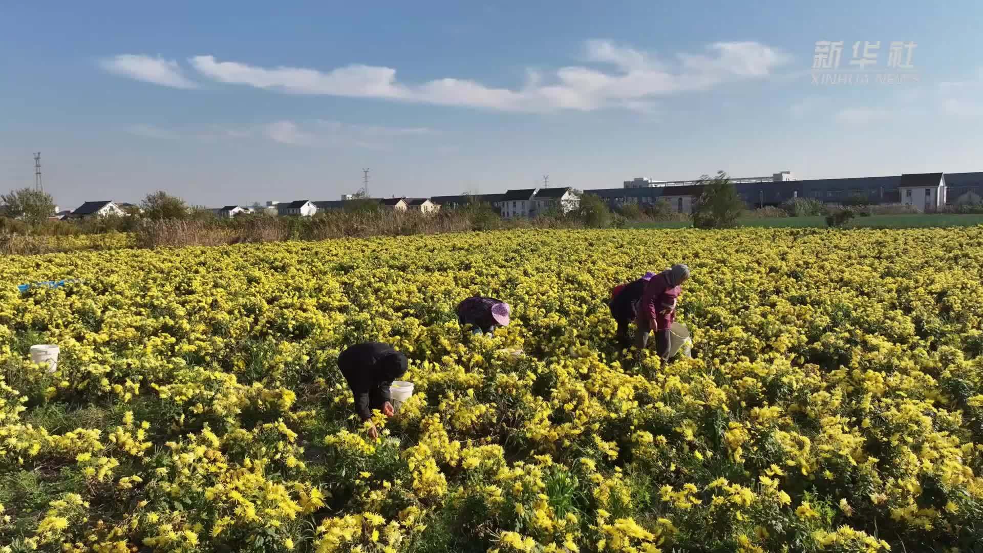 江苏如东：金丝皇菊采收加工忙