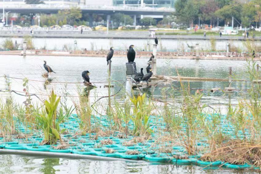 积极打造绿色品牌！南京市环保局举办“我是环保小局长”项目交流