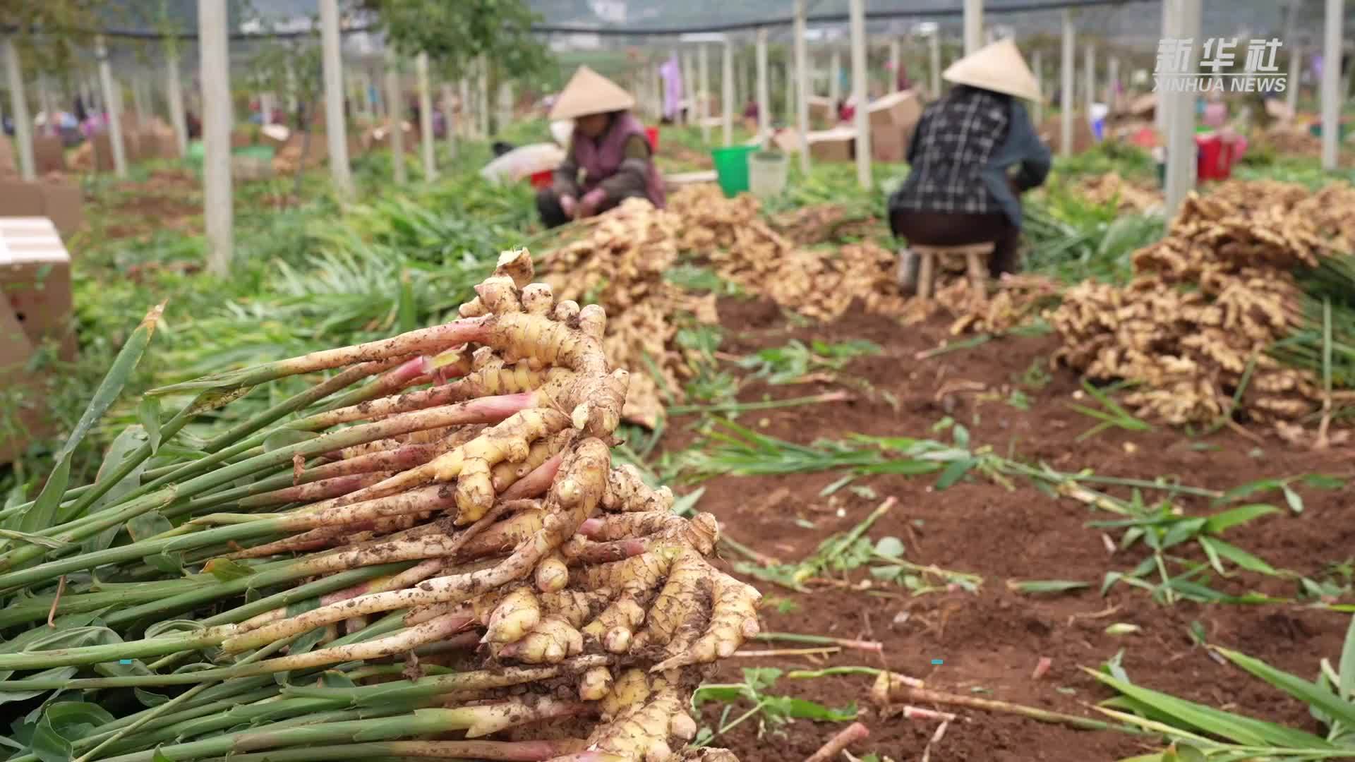 贵州六枝：冬日生姜采收忙