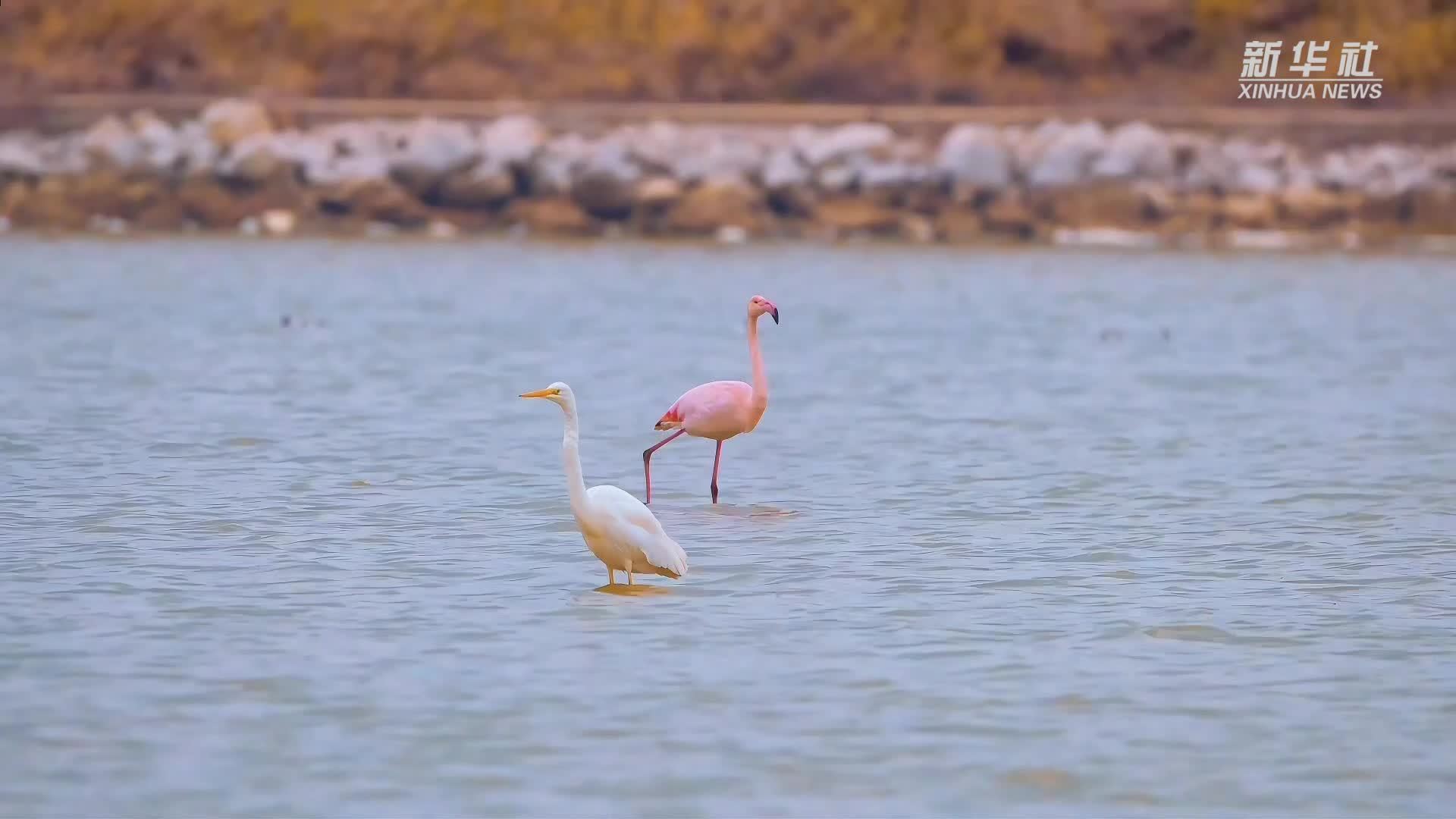 火烈鸟飞抵山西运城盐湖