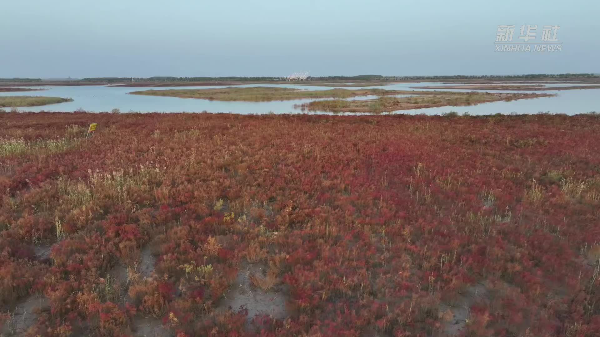 河北沧州南大港湿地的生态守护者
