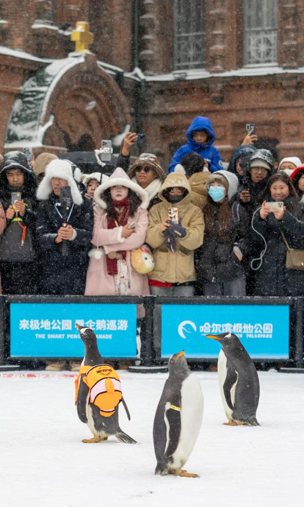 “淘学企鹅”吸引众多游客围观(图片由景区提供)