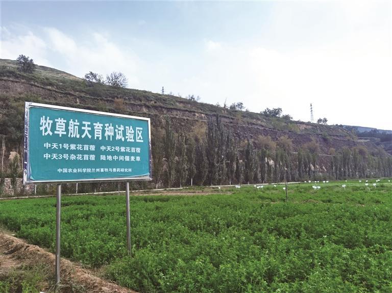 中天1号、2号紫花苜蓿和中天4号燕麦是优质的饲草品种，主要作用是给家畜提供优质饲草；中天3号杂花苜蓿是饲草和生态修复兼用，既可用于退化草地补播或撂荒地、贫瘠土地改良，也可用于饲草种植。