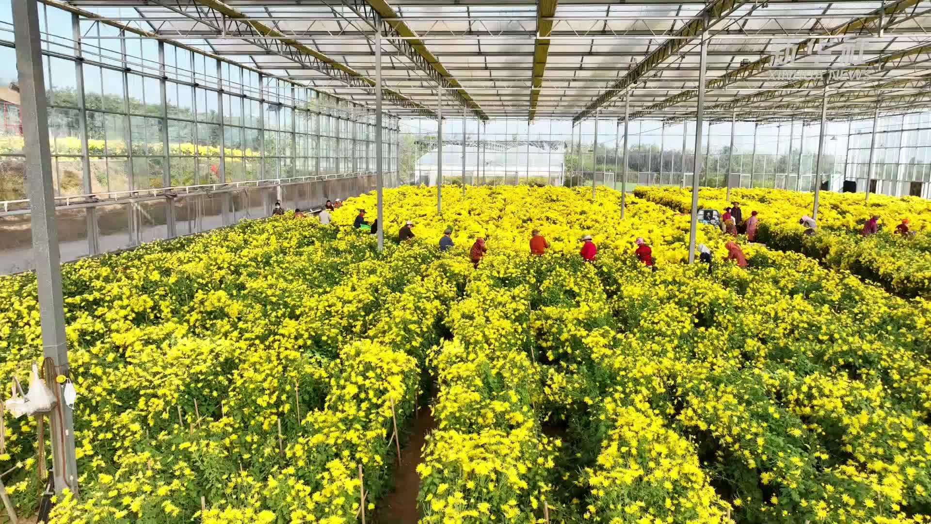 山东周村：金丝菊带来“金”收益