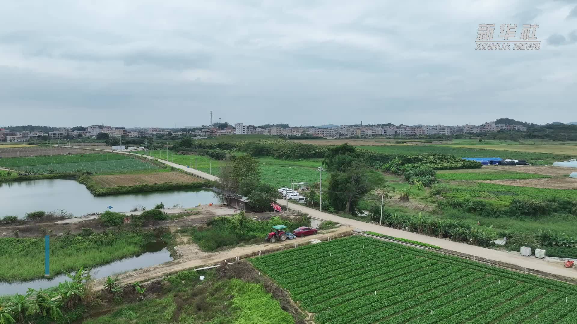 广东惠来：荒地焕发新活力