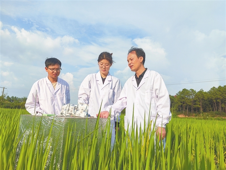 井冈山红壤研究所所长陈先茂（右一）指导研究人员开展田间监测。　　本报全媒体记者 陈 旻摄