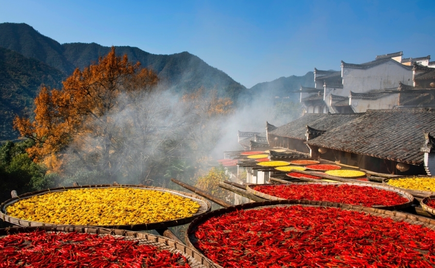 篁岭红了！婺源赏枫压轴大戏登场