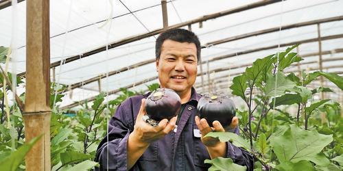 9月10日，肃宁县窝北镇垣城南村圆茄种植园区，村民韩永宁正在展示自家种的“黑宝”圆茄。本报记者 戴绍志摄