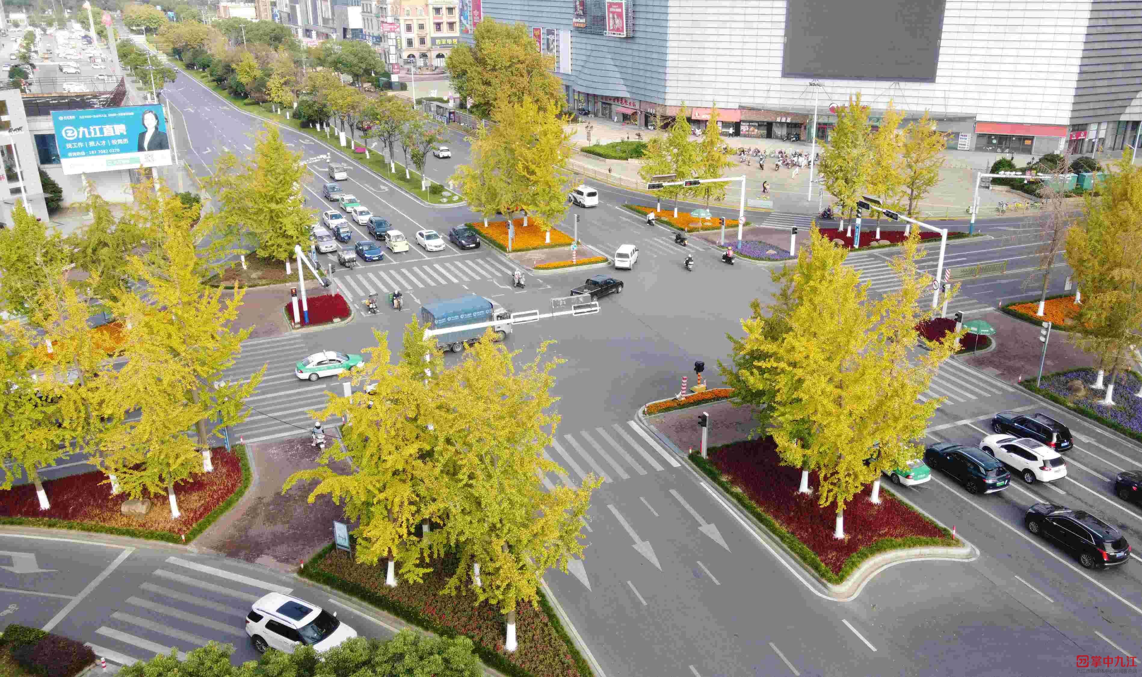 九江城区银杏美景渐入佳境（图）