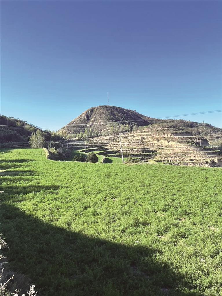 青翠欲滴的苜蓿抹绿了环县曲子镇的层层梯田