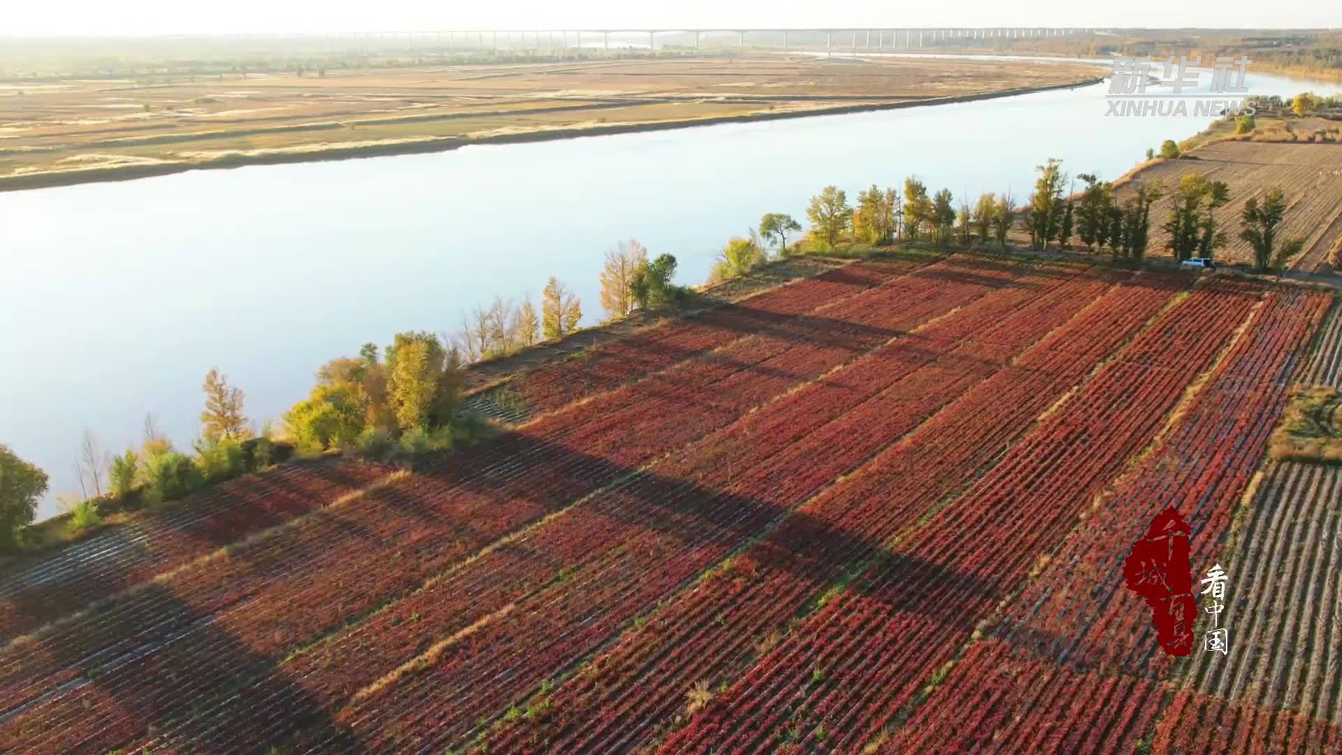 千城百县看中国｜内蒙古托克托：辣椒映红致富路