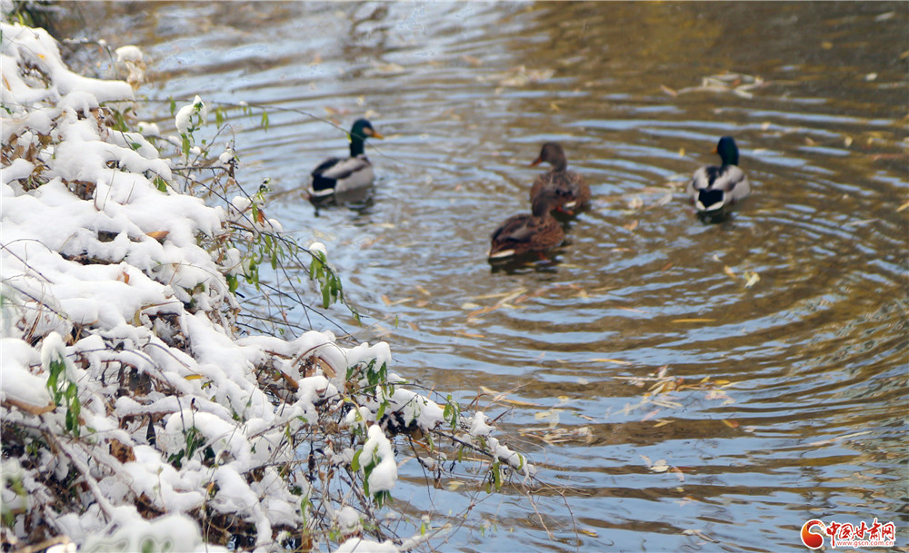 雪落湖畔，水鸭也“结伴”而游“赏”雪景。