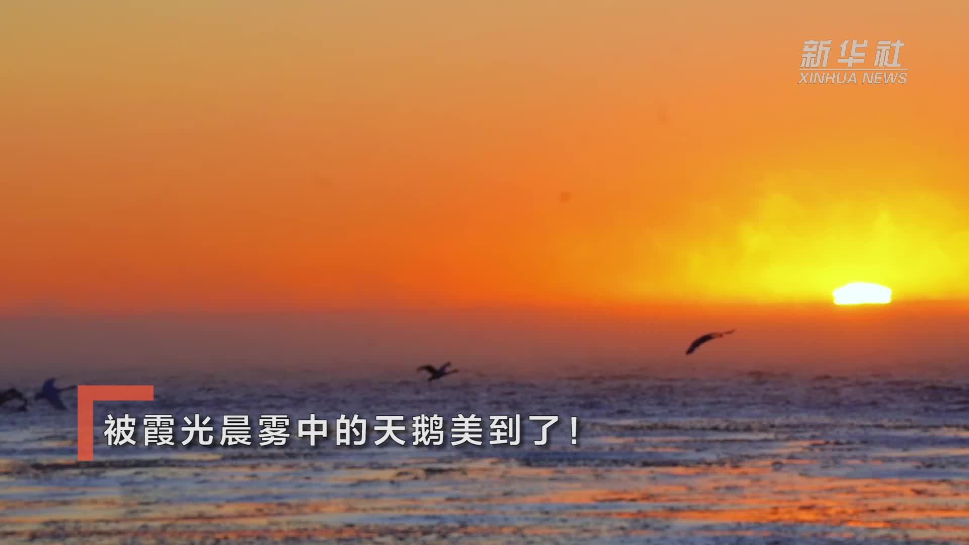 被霞光晨雾中的天鹅美到了