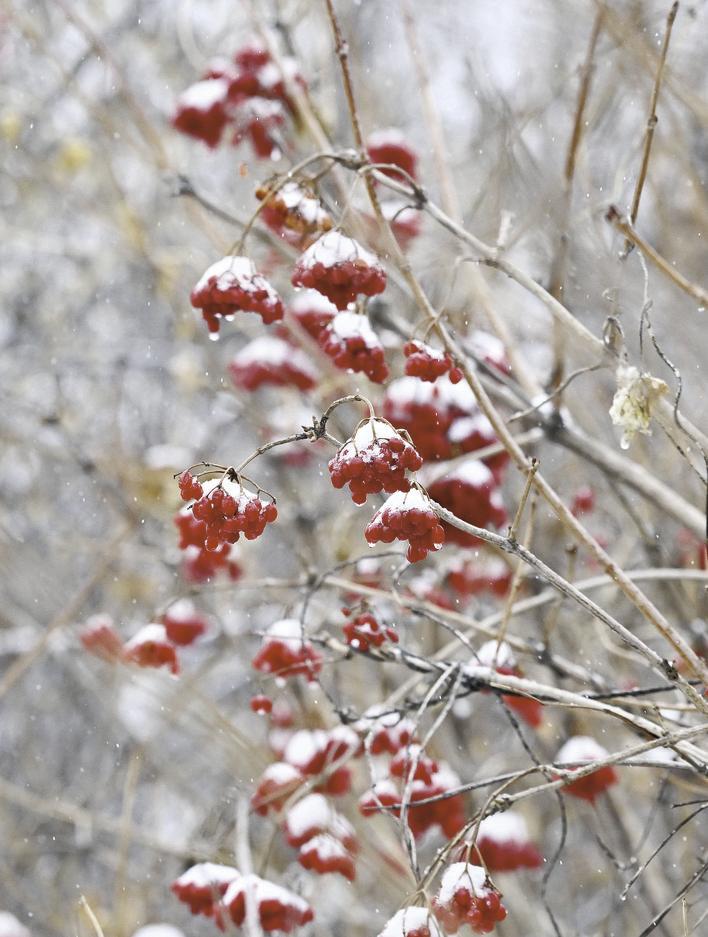 白雪落在枝头的红果上。