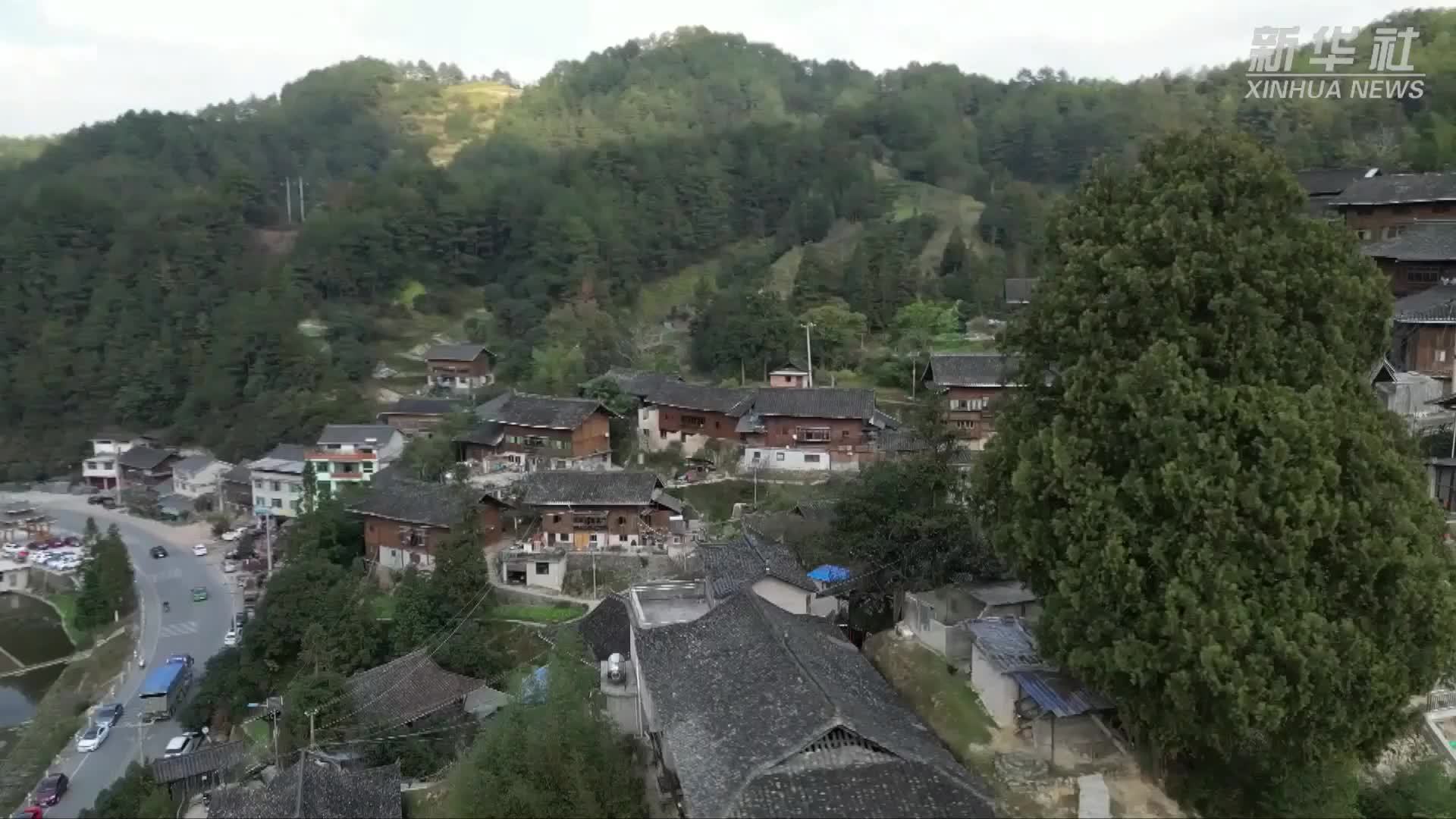 贵州雷山：传统斗牛引客来